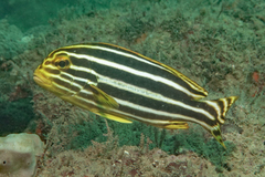 Plectorhinchus polytaenia