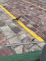 Passer domesticus