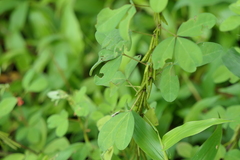 Indigofera prostrata