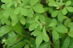 Indigofera prostrata