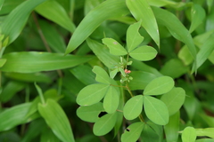 Indigofera prostrata