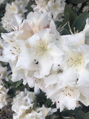 Rhododendron