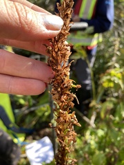 Platanthera elongata