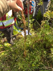 Platanthera elongata