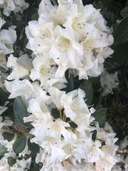 Rhododendron