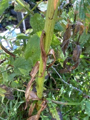 Platanthera elongata