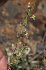 Jamesbrittenia tysonii