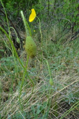 Papaver chakassicum
