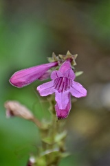 Penstemon triflorus