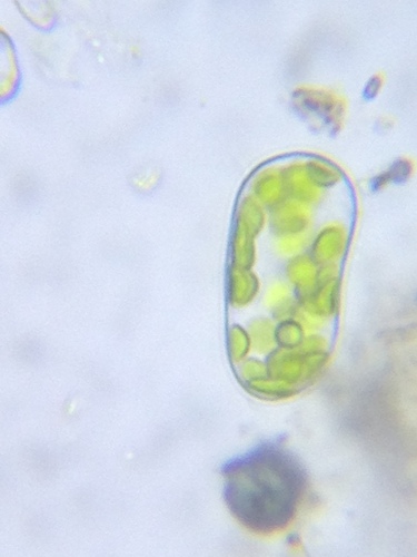 Bracteacoccus
