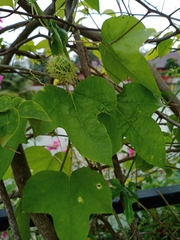 Passiflora foetida