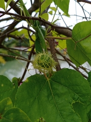 Passiflora foetida