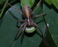 Neoctenus