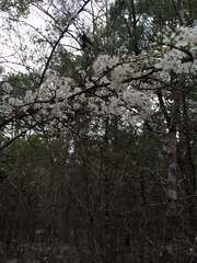 Crataegus lacrimata