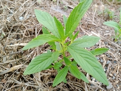 Sesamum indicum
