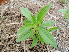 Sesamum indicum
