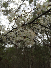 Crataegus lacrimata