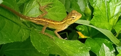 Calotes versicolor