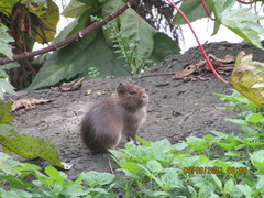 Cavia aperea anolaimae