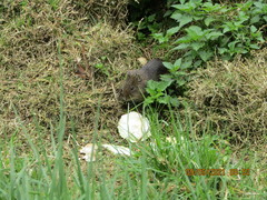 Cavia aperea anolaimae