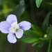 Viola pumila - Photo (c) HermannFalkner/sokol,  זכויות יוצרים חלקיות (CC BY-NC-SA)