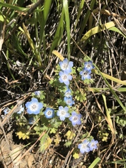 Nemophila menziesii