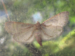 Hypsopygia glaucinalis