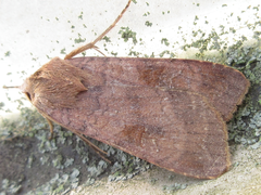 Diarsia canescens