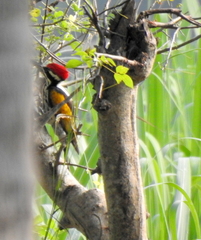 Chrysocolaptes festivus