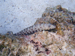 Parapercis millepunctata