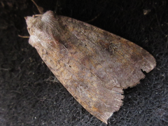 Diarsia canescens