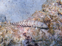 Parapercis millepunctata