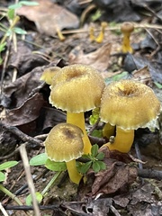 Hygrocybe caespitosa