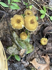 Hygrocybe caespitosa