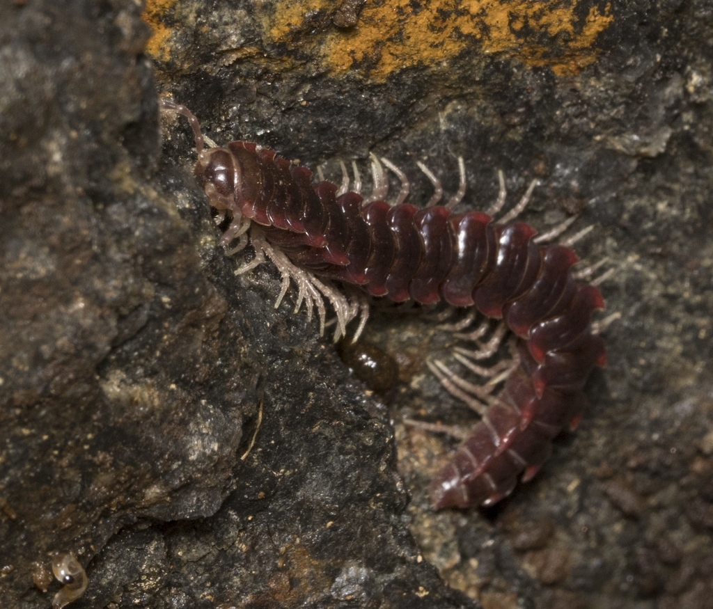 Monenchodesmus inermis