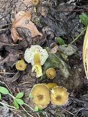 Hygrocybe caespitosa