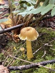 Hygrocybe caespitosa