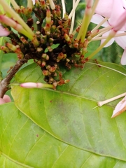 Oecophylla smaragdina