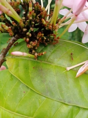 Oecophylla smaragdina