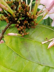 Oecophylla smaragdina