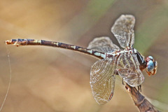 Aphylla angustifolia