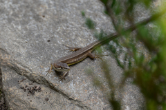 Takydromus tachydromoides