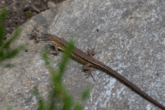 Takydromus tachydromoides