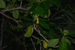 Fagraea berteroana