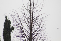 Passer domesticus domesticus