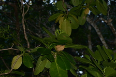 Fagraea berteroana