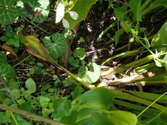 Aristolochia fimbriata