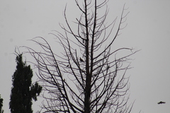 Passer domesticus domesticus