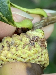 Callirhytis glandulus