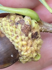 Callirhytis glandulus